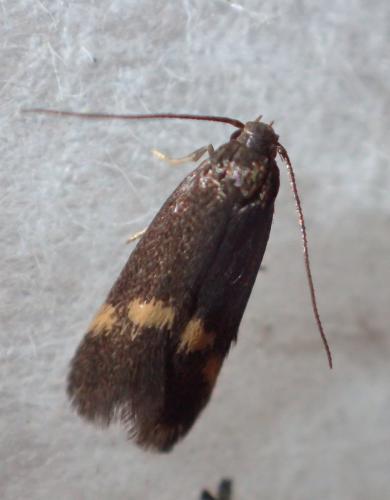 Borkhausenia minutella